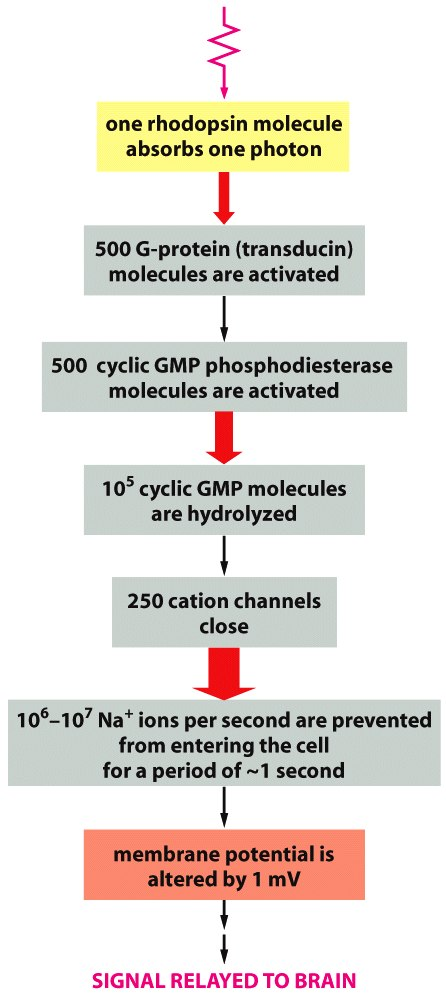 Figure 15-49 Molecular Biology of the Cell (