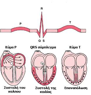2.2.3.1 Χαρακτηριστικά του ηλεκτροκαρδιογραφήματος (ECG) Το φυσιολογικό ΗΚΓ αποτελείται από ένα έπαρμα η αλλιώς κύμα P, ένα σύμπλεγμα QRS και ακολούθως ένα ακόμα έπαρμα T.