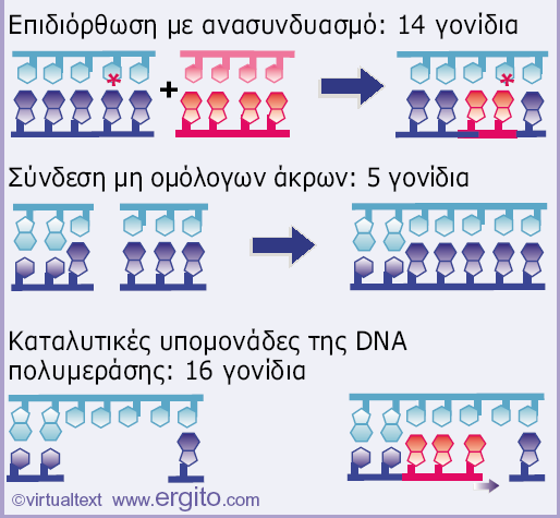 ΕΠΙΔΙΟΡΘΩΣΗ ΤΟΥ DNA Τα γονίδια επιδιόρθωσης στον άνθρωπο µπορούν να χωριστούν σε µονοπάτια που