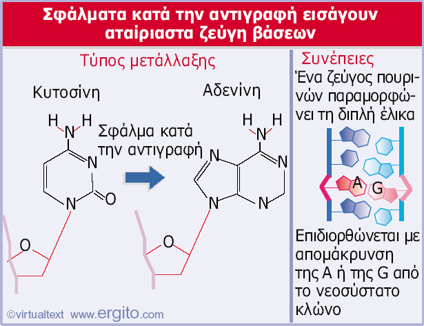 ΕΠΙΔΙΟΡΘΩΣΗ ΤΟΥ DNA Eπιδιόρθωση κακόζευξης (missmatch repair) Ένα σφάλµα κατά την αντιγραφή δηµιουργεί ένα αταίριαστο ζεύγος που