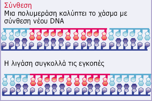 ΕΠΙΔΙΟΡΘΩΣΗ ΤΟΥ DNA: ΕΚΤΟΜΗ Μια πιο «έξυπνη» στρατηγική είναι η επιδιόρθωση εκτοµής (excision repair) στην οποία ένα