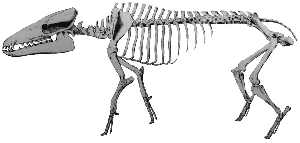 ΥΠΕΡΟΙΚΟΓΕΝΕΙΑ HIPPOPOTAMOIDEA Οικογένεια Anthracotheriidae Πρόκειται για αρτιοδάκτυλα που μοιάζουν στη μορφή με τους ιπποποτάμους. Έζησαν από το Μέσο Ηώκαινο έως το Πλειόκαινο.