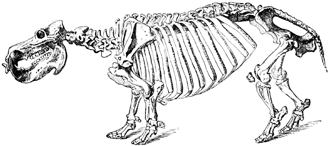 ΤΑΞΗ ARTIODACTYLA (ΑΡΤΙΟΔΑΚΤΥΑ) Οικογένεια Hippopotamidae (Ιπποποταμίδες) Η οικογένεια Hippopotamidae περιλαμβάνει πρωτόγονης ανατομίας αρτιοδάκτυλα με βουνοδοντικούς γομφίους, ογκώδες σώμα και
