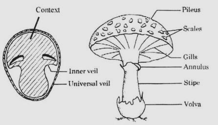 Εγγενείς ΚΑΡΠΟΦΟΡΙΕΣ (2) Basidiomycotina Υμένιο ή Βασιδιοκάρπια: πολλά μαζί βασίδια επί υμενίου που επενδύει επιφάνειες