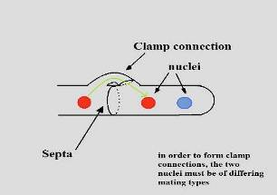 Εξειδικευμένες διαφοροποιήσεις υφών (5) Μυκηλιακοί κρίκοι (clamp connections) ήαπλάκρίκοι: το δικαρυωτικό μυκήλιο των βασιδιομυκήτων στο