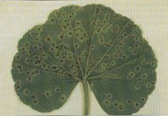 Puccinia pelargonii