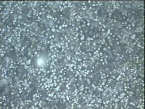 1o Δοκίμιο : Οπτική παρατήρηση: Φωτογραφίες από το στερεοσκόπιο της επιφάνειας του 1 ου δοκιμίου (μεγέθυνση Χ25):