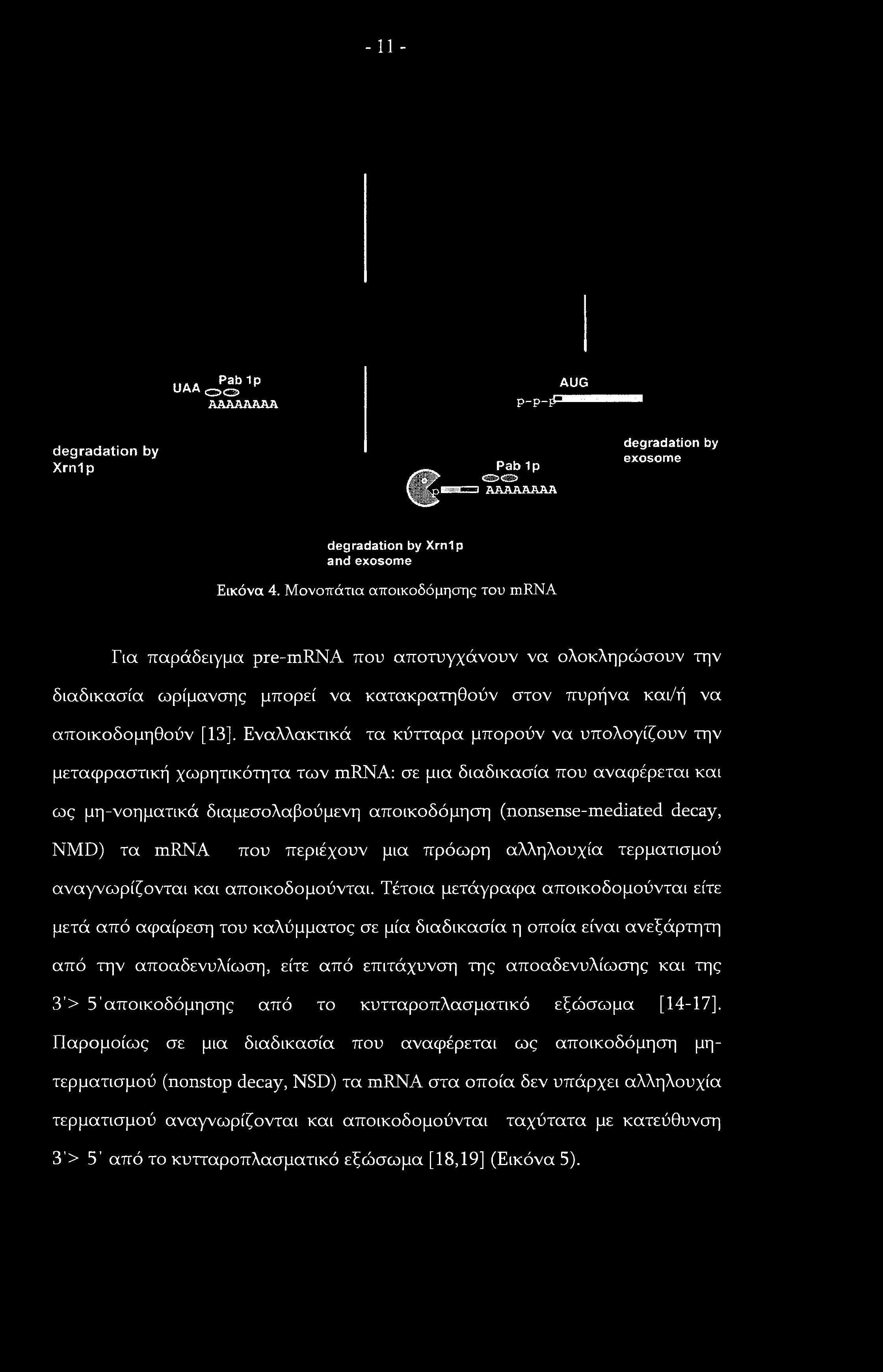 - 11 - UAA Pab Ip <3>& AAAAARAA AUG p-p-jpa * degradation by Xrnlp degradation by Xrnlp and exosome <»>«> C PabIp -^ΛΑΑΑΑΑΑΑ Εικόνα 4.