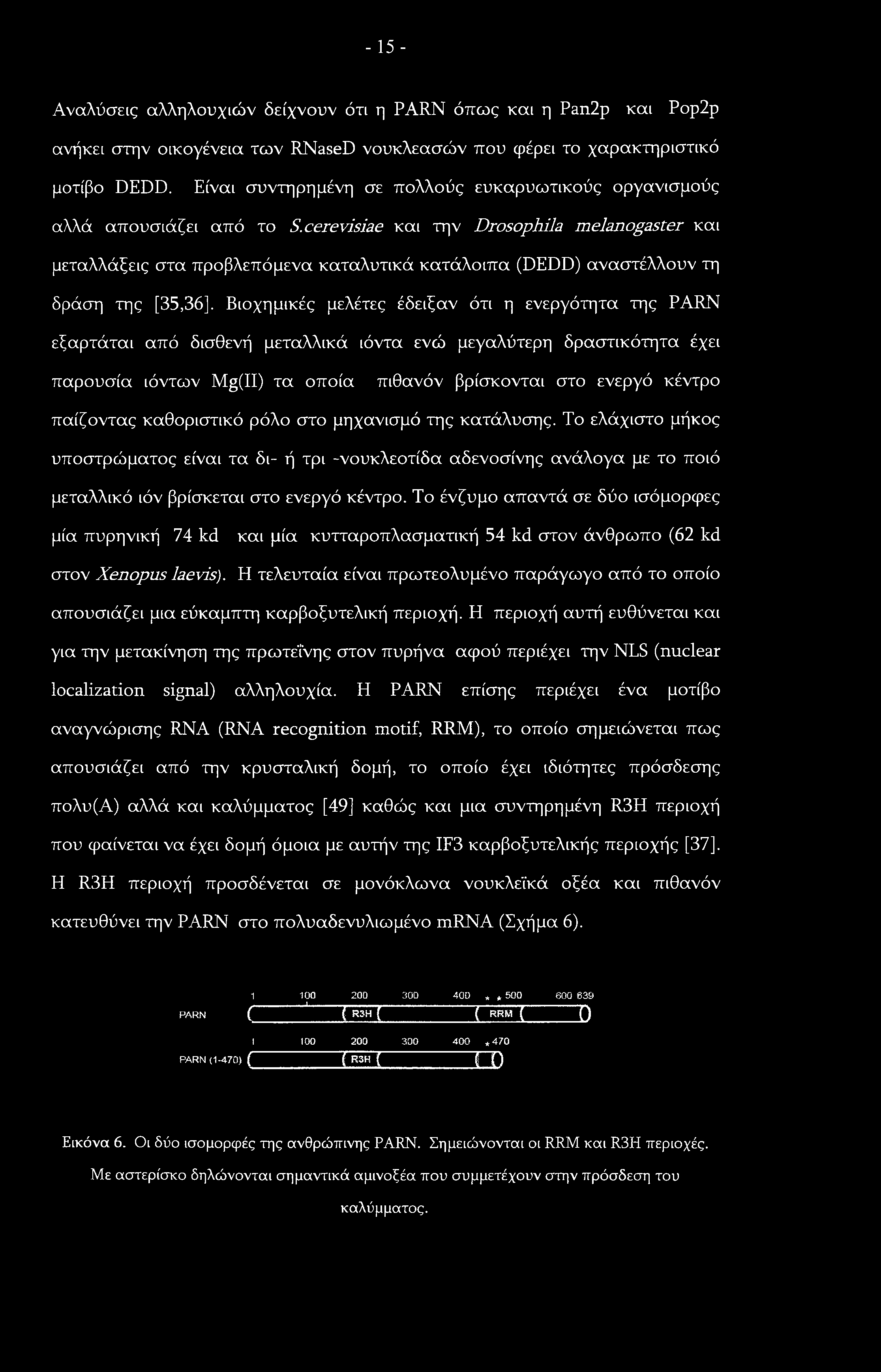 - 15 - Αναλύσεις αλληλουχιών δείχνουν ότι η PARN όπως και η Pan2p και Ρορ2ρ ανήκει στην οικογένεια των RNaseD νουκλεασών που φέρει το χαρακτηριστικό μοτίβο DEDD.