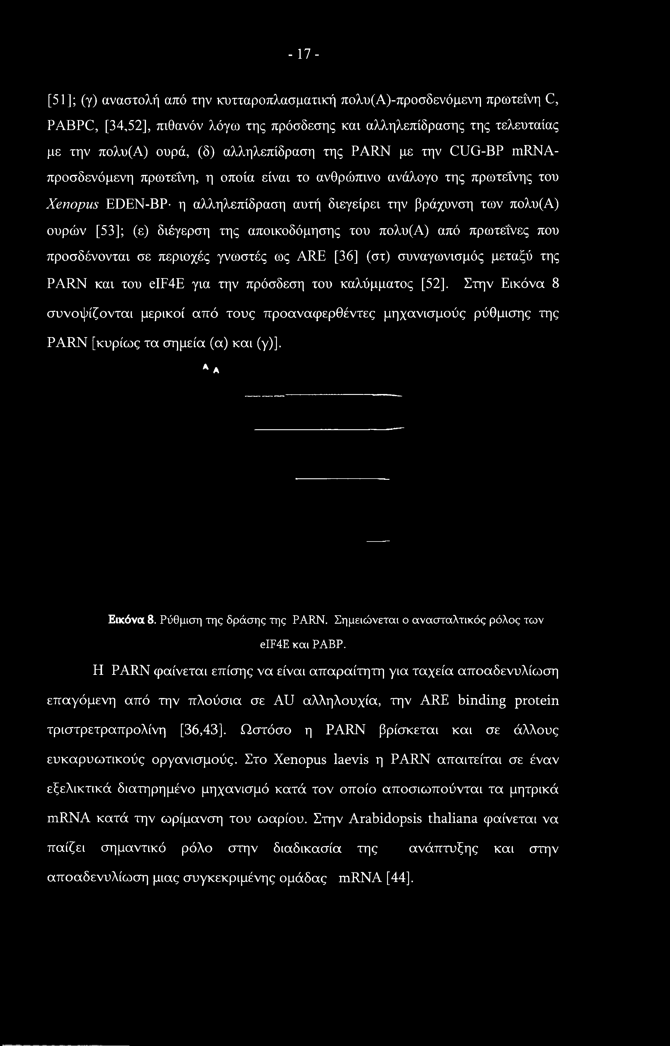 - 17- [51]; (γ) αναστολή από την κυτταροπλασματική πολυ(α)-προσδενόμενη πρωτεΐνη C, PABPC, [34,52], πιθανόν λόγω της πρόσδεσης και αλληλεπίδρασης της τελευταίας με την πολυ(α) ουρά, (δ) αλληλεπίδραση
