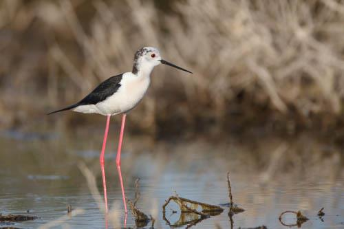 Εικόνα 4.1-2: Καλαμοκαννάς Himantopus himantopus, A.