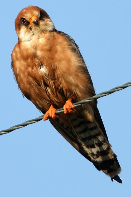 Το Μαυροφάλκονο Falco vespertinus είναι παγκοσμίως απειλούμενο είδος και είδος προτεραιότητας (Παράρτημα 1 της Οδηγίας 2009/147/ΕΚ) για την ΕΕ το οποίο δεν φωλιάζει στηn Κύπρο αλλά περνά από το νησί
