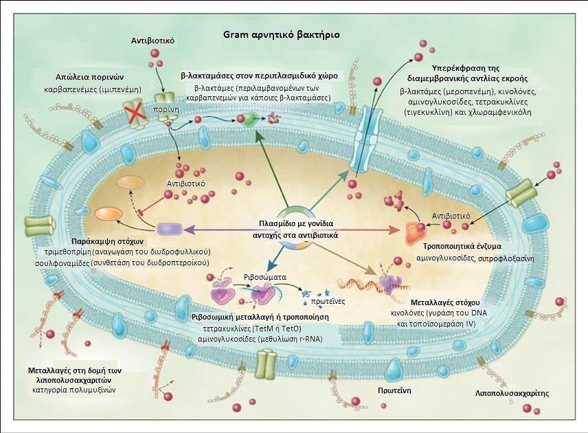 Μηχανισμοί αντοχής των Gram-αρνητικών βακτηριδίων και αντιβιοτικά που