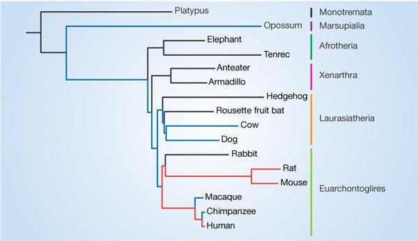 Clade, Taxon, Node Ορολογία στα δέντρα Στις πιο πολλές αναλύσεις, το