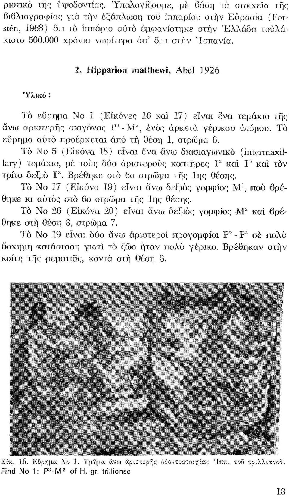 000 κρόνια νωρίτερα όιπ' Ο,ΤΙ στην "Ισπανία, 2" Hippal'ion lnatthewi, Abel 1926 Το εϋρηιια Να 1 (Είκόνες 16 και 17) ειναι ενα τεμάκιο τη'ς ανω άριοτερήι: οιανόναο Ρ3 - ~1\ ένοι; όρκετό γέρικου