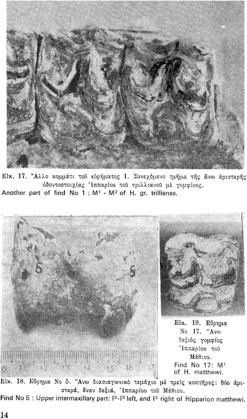 - Μ2 of Η. gr. trilliense. 19. ΕυΡ"ημα Νο 17. 'Άνω δεξιδς "Ιππαρίου Μάθιου. γομφίος του Find Να 17: Μ1 of Η. matthewi. Εtκ.