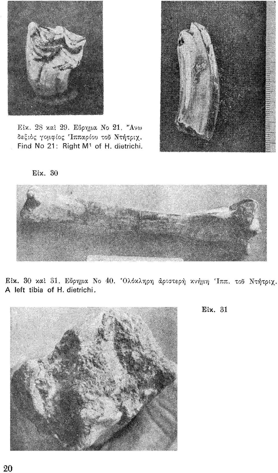 21: Right Μ1 of Η. dietrichi. Εtκ. 30 ΕΙκ. 30 και 31.