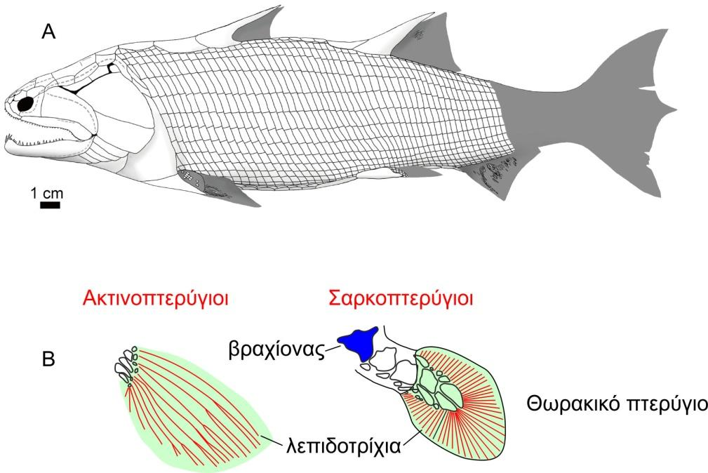 εντάσσονται όλοι οι σπονδυλωτοί οργανισμοί με ενδοχονδρική οστεοποίηση (δηλαδή πραγματικά οστά), πτερύγια με λεπιδοτρίχια (οι ακτίνες που δομούν τα πτερύγια lepidotrichia) και γνάθους που