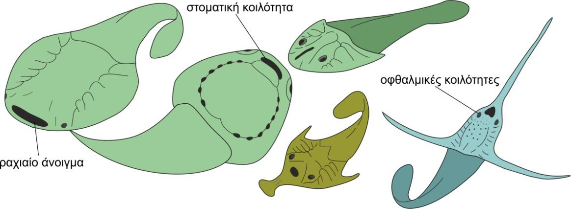 ασπίδα και τα μάτια μειώνονται ή χάνονται, πιθανώς γιατί τα ζώα αυτά ζούσαν θαμμένα στην άμμο του πυθμένα.