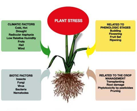 Κατευθύνσεις της έρευνας Βιοδιεγέρτες (Biostimulants) Plant Biostimulants means a material which contains substance(s) and/or micro-organisms whose function when applied to plants or the rhizosphere