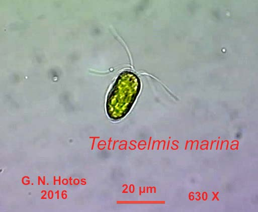 Tetraselmis suecica Συστηματική κατάταξη: Υπερβασίλειο: Ευκαρυωτικά Βασίλειο: Πρώτιστα Φύλο: Chlorophyta Ομοταξία: Chlorophyceae Τάξη: Volvocales Οικογένεια: Chlamydomonadaceae Γένος: Tetraselmis