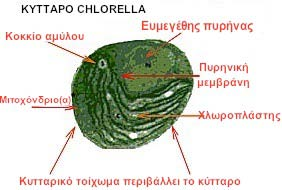 Chlorella sp. Συστηματική κατάταξη: Υπερβασίλειο: Ευκαρυωτικά Βασίλειο: Πρώτιστα Φύλο: Chlorophyta Ομοταξία: Trebuxiophyceae Τάξη: Chlorellales Οικογένεια: Chlorellophyceae Γένος: Chlorella Είδος: π.