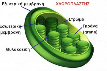 Στο εσωτερικό των χλωροπλαστών διακρίνεται η θεμελιώδης ουσία, το στρώμα και πολυάριθμες μεμβρανικές δομές, τα θυλακοειδή, που ομαδοποιούνται σχηματίζοντας τα grana.
