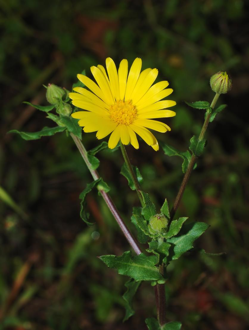 Calendula arvensis Aπολυμαντικό, αντισπασμωδικό και διουρητικό Στην ιταλική λαϊκή ιατρική, το φυτό χρησιμοποιείται για τις αντιφλεγμονώδεις, αντικαρκινικές και αντιπυρετικές του ιδιότητες.