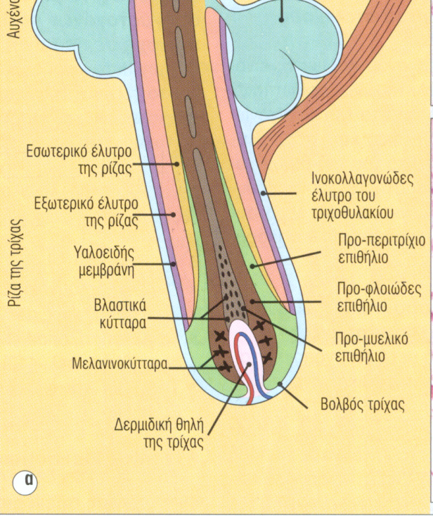 Τριχοσµηγµατογόνος συσκευή Αποτελείται από : το τριχοθυλάκιο το