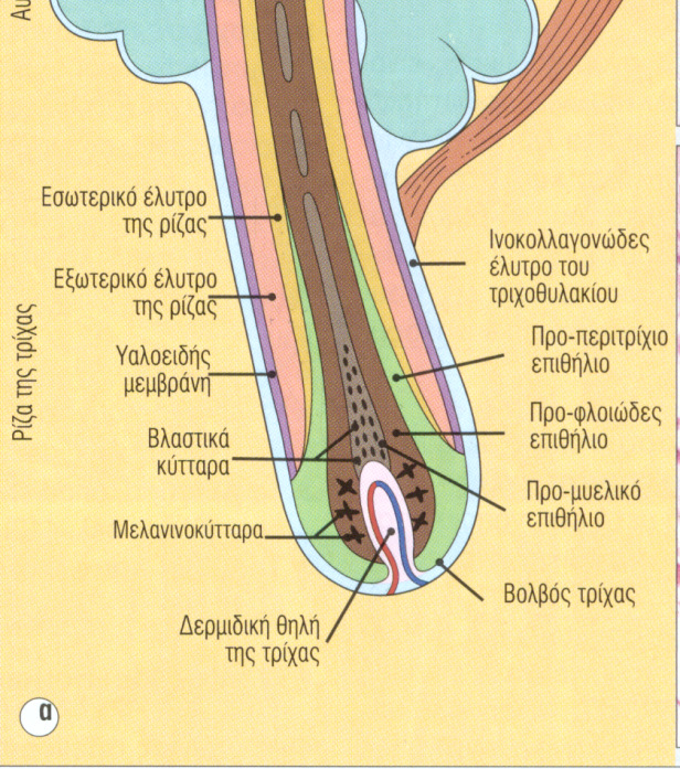 Τριχοσµηγµατογόνος συσκευή Το στέλεχος της τρίχας Ο µυελός Ο φλοιός Το περιτρίχιο Το εσωτερικό έλυτρο της τρίχας Τη στιβάδα του Henle Την παχύτερη στιβάδα που χαρακτηρίζεται από µεγάλα οξύφιλα κοκκία