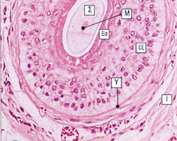 Εγκάρσια τοµή τριχοθυλακίου κάτω από τον σµηγµατογόνο αδένα Το στέλεχος της τρίχας (Σ) είναι απύρηνο και αποτελείται από µη χρωµατισµένη σκληρή κερατίνη ενώ παρατηρείται κεντρικό µυελικό