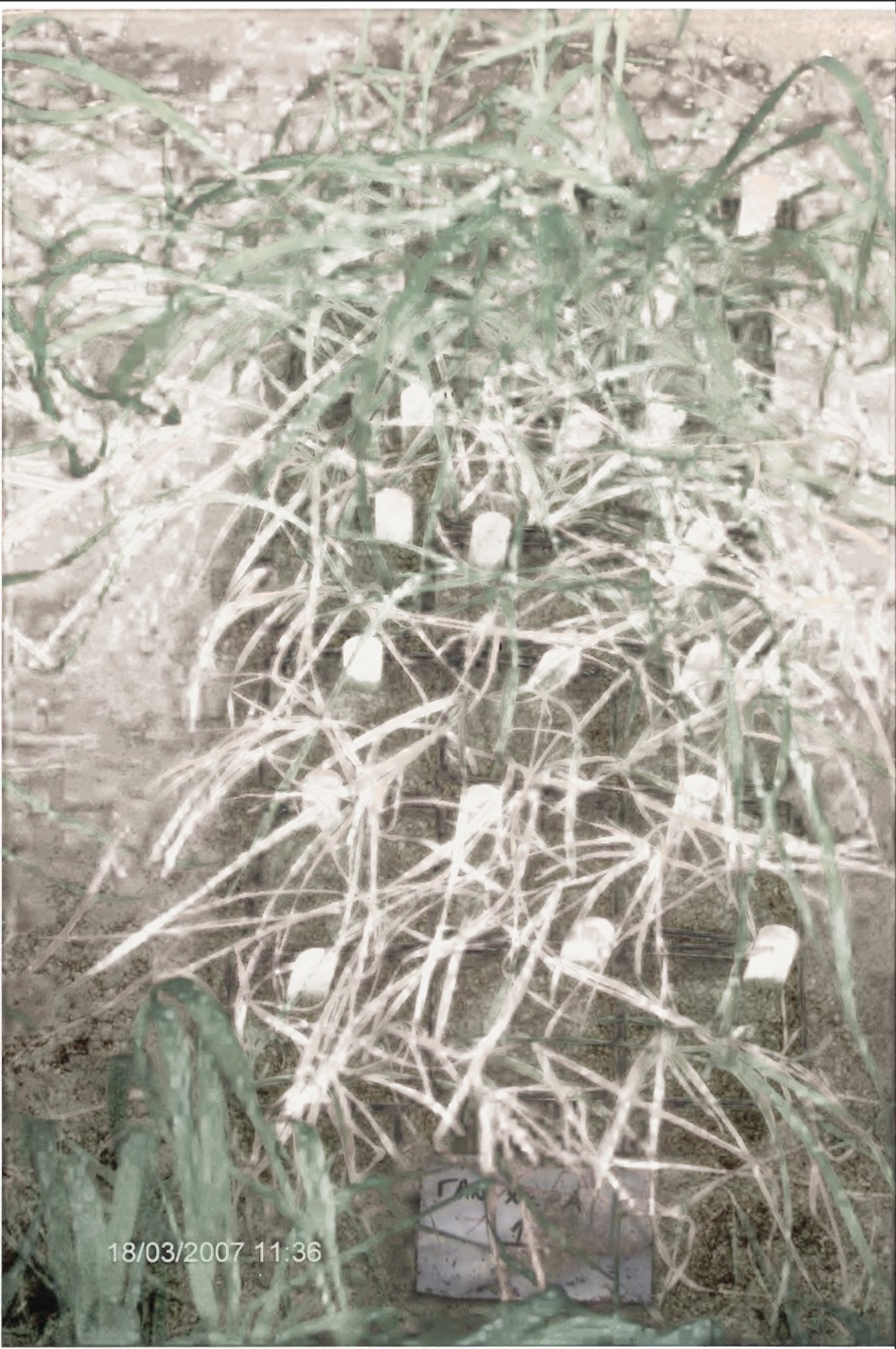 Έντονα συμπτώματα νέκρωσης φυτών αγρίοβρώμης από τις δόσεις των ζιζανωκτόνων που εφαρμόστηκαν
