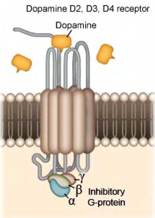 Όλοι οι υποδοχείς της Ντοπαμίνης