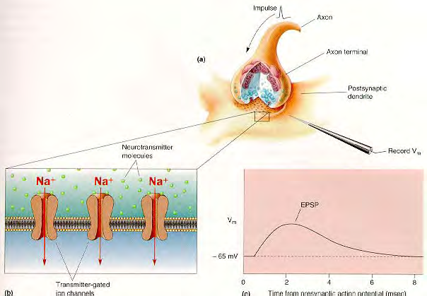 Το αποτέλεσμα της συναπτικής διαβίβασης είναι η μεταβολή του μεμβρανικού δυναμικού στην