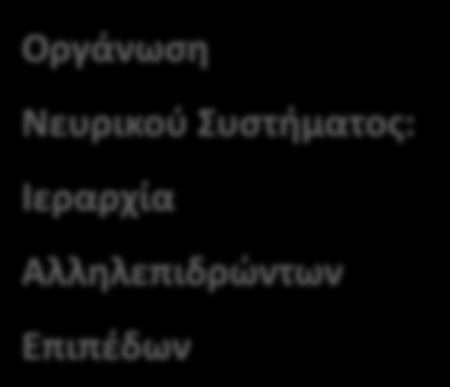 Συμπεριφορά Εγκεφαλικές περιοχές Οργάνωση Νευρικού Συστήματος: Ιεραρχία Αλληλεπιδρώντων