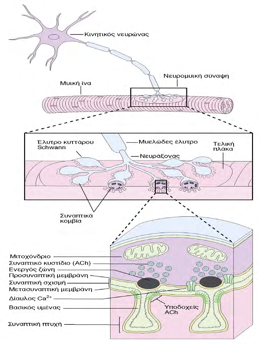 Νευρομυϊκή Σύναψη Τελική κινητική πλάκα Στη Νευρομυϊκή