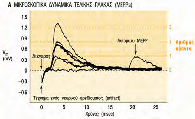 Με αποκλεισμό των ΔΕ παρατηρούνται αυθόρμητα Μικροδυναμικά σταθερού πλάτους κβαντικές απαντήσεις (σε ένα κβάντο