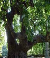Πλάτανος Ο Πλάτανος είναι γένος ιθαγενών δέντρων του βορείου ημισφαιρίου. Οι υποκατηγορίες του είδους αυτού ανήκουν στην οικογένεια των Πλατανοειδών.