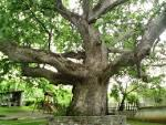 ΠΛΆΤΑΝΟς Ο Πλάτανος είναι γένος ιθαγενών δέντρων του βορείου ημισφαιρίου. Οι υποκατηγορίες του είδους αυτού ανήκουν στην οικογένεια των Πλατανοειδών.