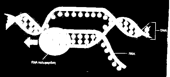 γενετικές πληροφορίες αντιγράφονται και μεταφράζονται με εκπληκτικά μεγάλη ακρίβεια από γενιά σε γενιά κυττάρων και οργανισμών. Έκφραση των γενετικών πληροφοριών.