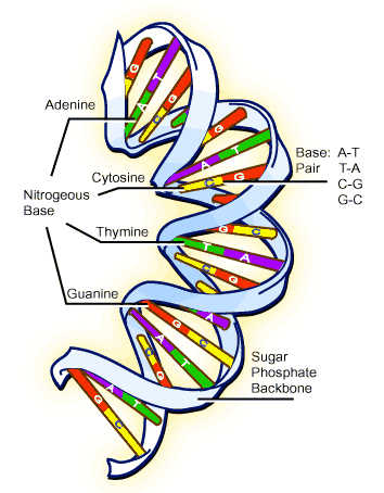 Δομή του DNA Νουκλεοτίδια Το DNA, είναι ένα μακρομόριο, που αποτελείται από νουκλεοτίδια.