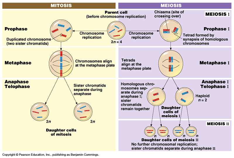 Μίτωση vs.