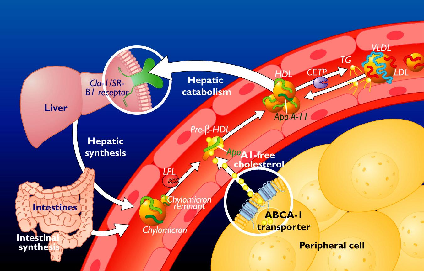 HDL metabolism and