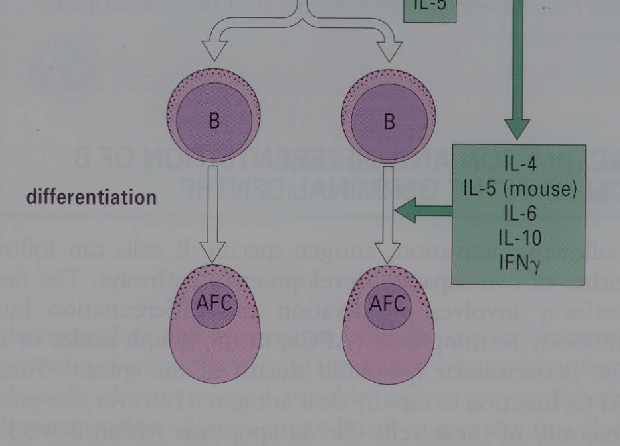 cells), ενώ στο ήπαρ συμμετέχει στην παραγωγή πρωτεϊνών οξείας φάσης.