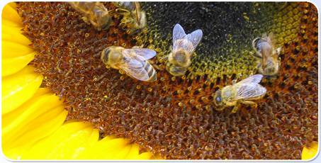 μελισσιού και την αναταραχή όλης της αποικίας. Ένας απο του πολλούς παράγοντες που έπαιξαν ρόλο για αυτήν την κατάρρευση ήταν και ακόμα είναι τα φυτοφάρμακα.