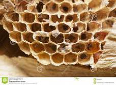 Οι μέλισσες έχουν την τάση να δημιουργούν φωλιές και να παραμένουν μέσα σε τρύπες, σε κουφάλες δέντρων κλπ.