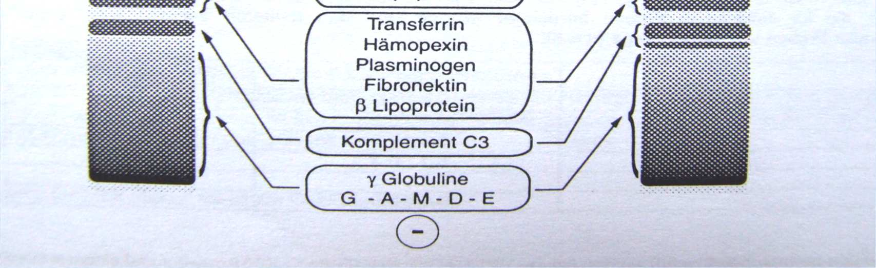 Schéma rozdelenia sérových bielkovín v agarózovom géle Alb Alb α 1 α 1 α 2 β 1 β 2 γ α 2 β 1 β 2 γ