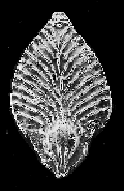 Foraminifera Radotruncana calcarata