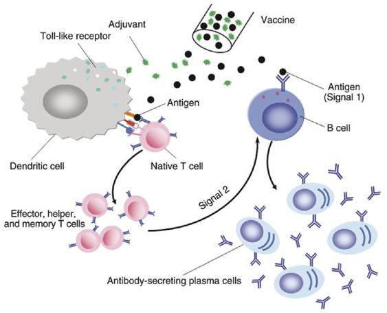 Plasma-derived Or mammalian cells