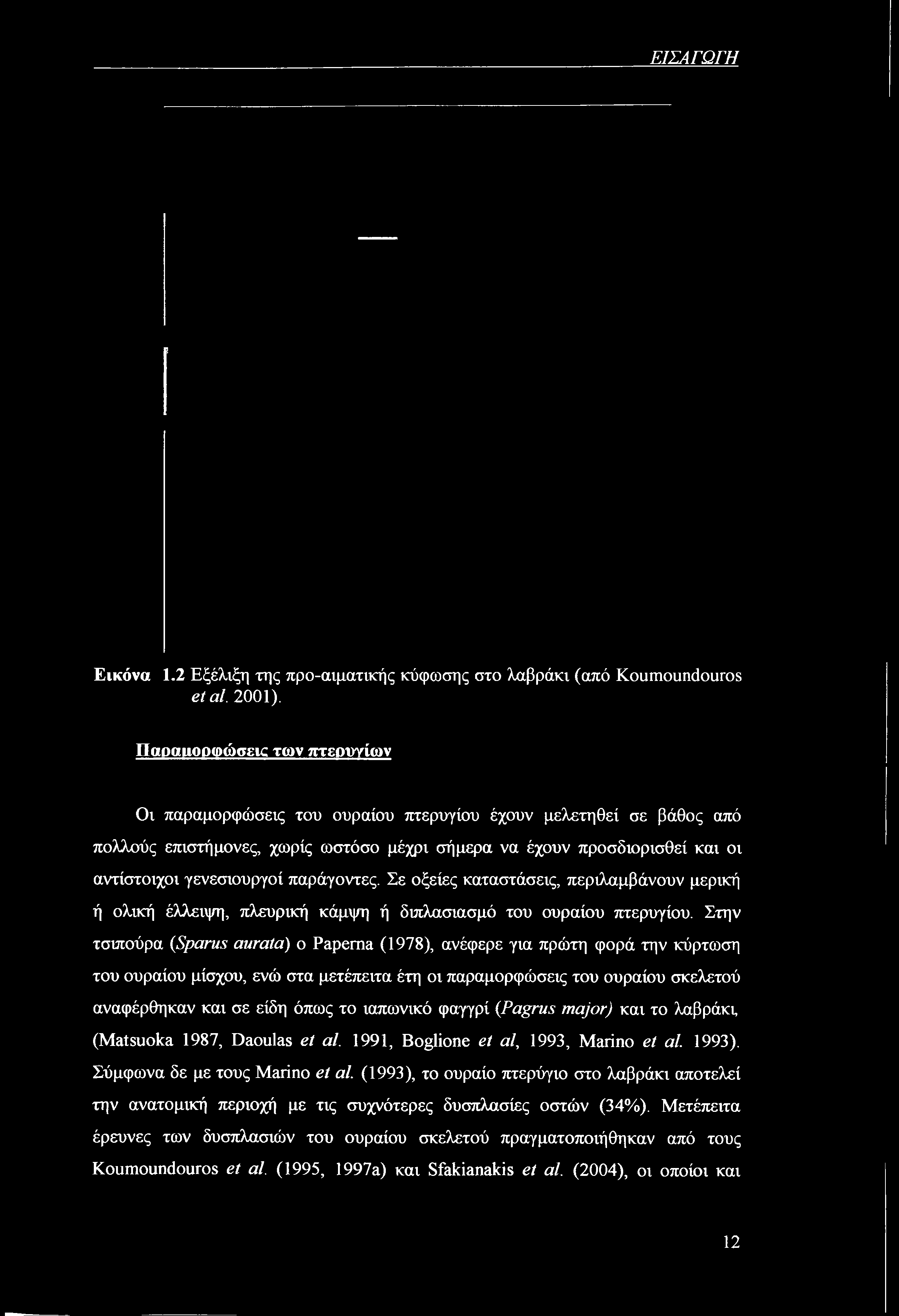 ΕΙΣΑΓΩΓΗ Εικόνα 1.2 Εξέλιξη της προ-αιματικής κύφωσης στο λαβράκι (από Koumoundouros etal. 2001).